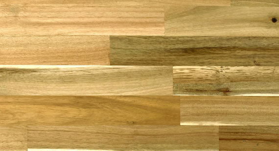 アカシア(節有)